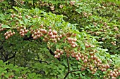 ENKIANTHUS CAMPANULATUS