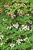 ENKIANTHUS CAMPANULATUS