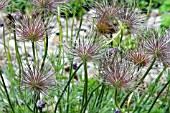 PULSATILLA VULGARIS SEEDHEADS