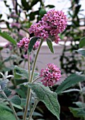 BUDDLEIA CRISPA