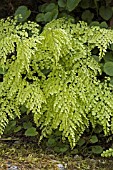 ADIANTUM VENESTUM