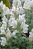 ANTIRRHINUM MOLLE