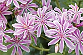 LEWISIA INVEREWE HYBRID