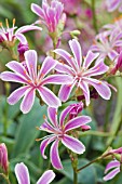 LEWISIA COTYLEDON SUNSET GROUP