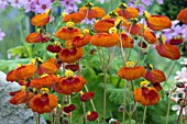 CALCEOLARIA  SUNSET SERIES