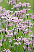 DIANTHUS NITIDUS