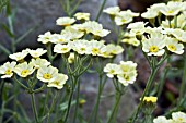 ACHILLEA X LEWISII KING EDWARD