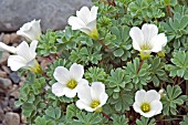 OXALIS ENNEAPHYLLA ALBA