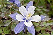 AQUILEGIA CAERULEA