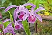 PLEIONE SHANTUNG RIDGEWAY