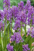 DACTYLORHIZA FUCHSII,  COMMON SPOTTED ORCHID