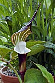 ARISAEMA SIKOKIANUM