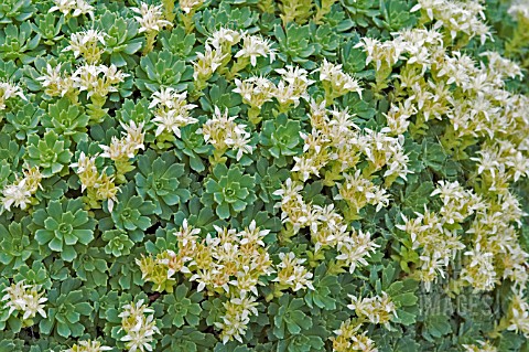 SEDUM_TATARINOWII