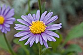 ASTER ALPINUS VAR. DOLOMITICUS