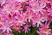 LEWISIA COMET