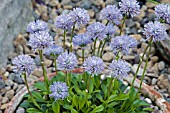 GLOBULARIA UNIFLORA