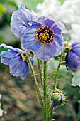 MECONOPSIS HORRIDULA ( F. ESSE)