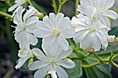 LEWISIA COTYLEDON ASHWOOD STRAIN