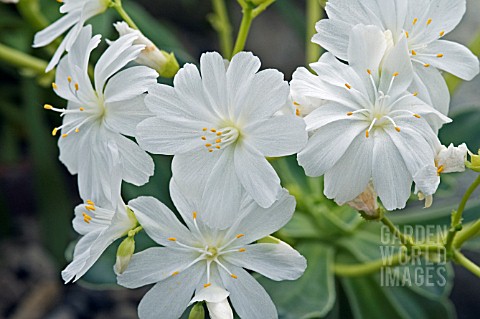 LEWISIA_COTYLEDON_ASHWOOD_STRAIN