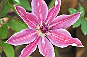 CLEMATIS LINCOLN STAR