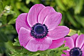 ANEMONE CORONARIA