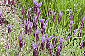 LAVANDULA STOECHAS PAPILLON