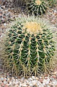 ECHINOCACTUS GRUSONII