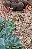 ECHEVERIA ELEGANS MEXICAN SNOWBALL