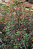 EUPHORBIA MILII