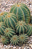 PARODIA MAGNIFICA