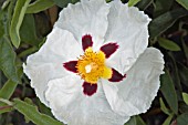 CISTUS ALAN FRADD