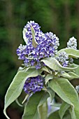 BUDDLEJA SALVIIFOLIA