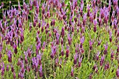 LAVANDULA STOECHAS PEDUNCULATA