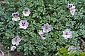 ERODIUM VARIABILE PURPLE HAZE