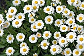 BELLIS PERENNIS PROLIFERA