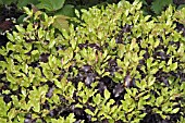 PITTOSPORUM TENUIFLORUM TOM THUMB