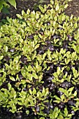 PITTOSPORUM TENUIFLORUM TOM THUMB