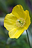 MECONOPSIS CAMBRICA