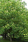 AESCULUS FLAVA IN LATE SPRING