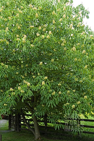 AESCULUS_FLAVA_IN_LATE_SPRING