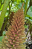 GUNNERA MANICATA