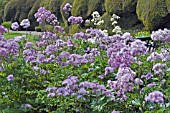 THALICTRUM AQUILEGIFOLIUM