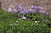 HERBACEOUS BORDER PLANTED WITH THALICTRUM AQUILEGIFOLIUM AND TANACETUM COCCINEUM