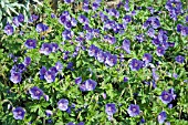 GERANIUM HIMALAYENSE GRANDIFLORUM GRAVETYE