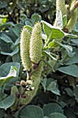 CATKINS ON SALIX LANATA