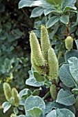 CATKINS ON SALIX LANATA