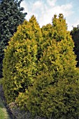 THUJA OCCIDENTALIS RHEINGOLD