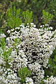 ERICA ARBOREA VAR. ALPINA