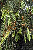 PICEA BREWERIANA