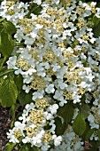 VIBURNUM PLICATUM LANARTH